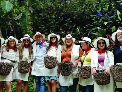 Turistas realizando el proceso de recolección de café en finca cafetera cerca de Medellín Colombia